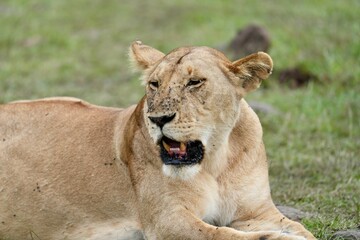 Obraz premium lionne fatiguée