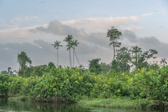 V&eacute;g&eacute;tation des Marais de Kaw en Guyane fran&ccedil;aise 