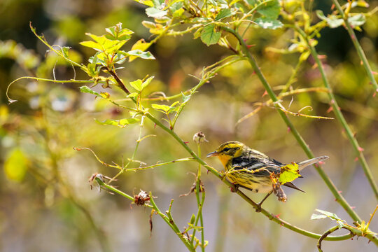 yellow warbler (Setophaga petechia)