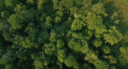 Birds eye view of a flourishing summer landscape full of fresh green trees and shadowed grass patches