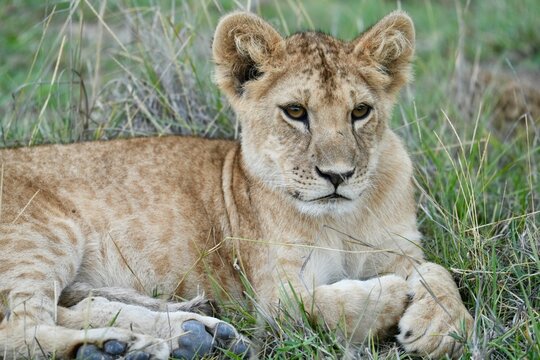 lionceau timide