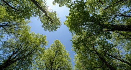 Obraz premium Birds eye perspective on lively green trees with a bright sky overhead