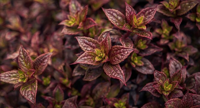 Close-up image of intricate yerba mate foliage with vibrant shades and shallow depth