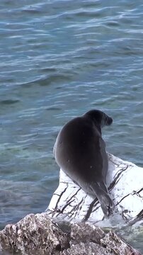 A Baikal seal, also known as Pusa sibirica, rests calmly on a rock in Lake Baikal, Russia. The glistening water surrounds this adorable aquatic mammal as it enjoys the warmth of the sun.