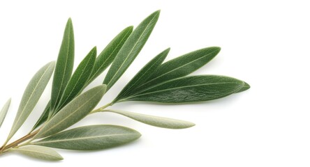 Obraz premium Close up of fresh olive branch with green leaves isolated on white background for natural health concepts