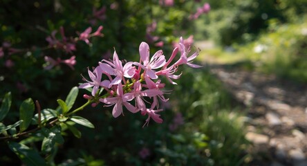 Naklejka premium Close view of Diervilla lonicera blooming beside a sunlit trail in early summer