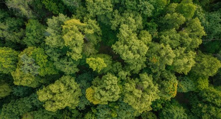 Birds eye view of a vibrant cottonwood forest canopy providing wide open areas for text insertion in natural backdrop