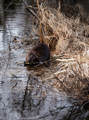 A beaver closely interacts with its environment, seeking food along the banks of a wetlands ecosystem, illustrating the wildlife's vital role in natural habitats. © Veronique