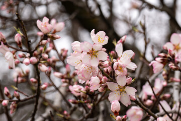 cherry blossom in spring