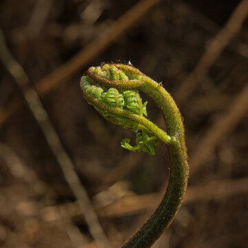 Sprouting leaf of a fern - Polypodiophyta.