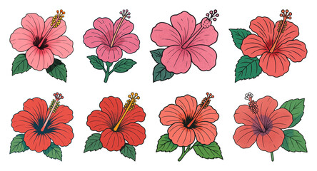 Fototapeta premium PNG Vibrant hibiscus flower illustrations on transparent background
