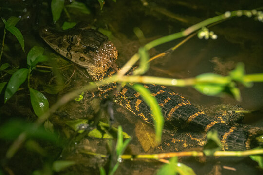 Ca&iuml;man Noir aux Marais de Kaw en Guyane fran&ccedil;aise 