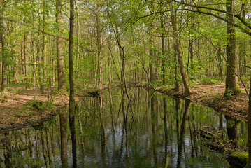 creek in a sunny spring forest, with reflection of trees in the dark water in Lembeekse bossen nature reserve, Flanders, Belgium 