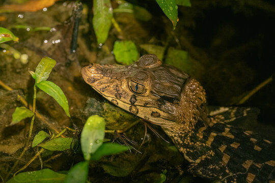 Ca&iuml;man Noir aux Marais de Kaw en Guyane fran&ccedil;aise 