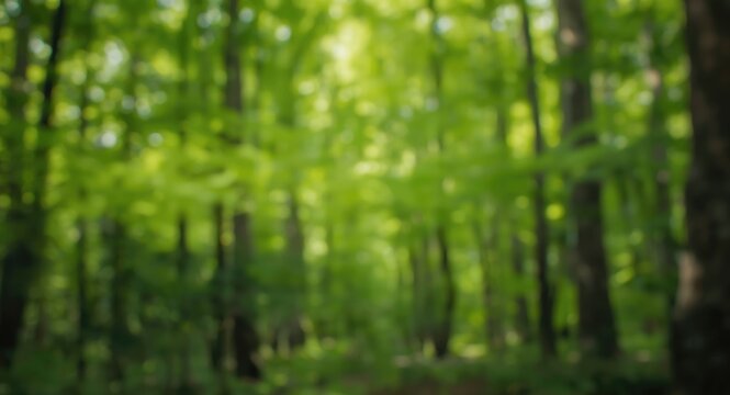Blurred forest background with vibrant green natural texture and soft focus