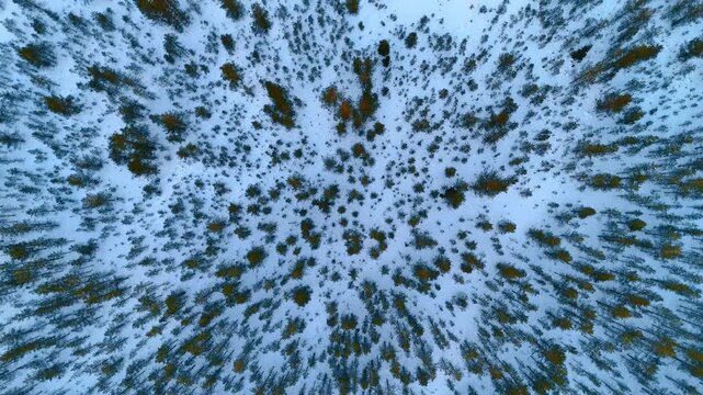 Footage over the scarce pine tree wood in winter. Snow lies on the ground. Snowy background.