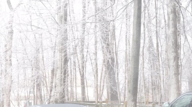 trees in the backyard coated in freezing rain in February