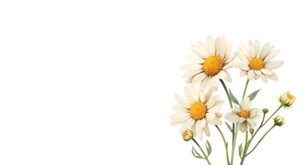 Obraz premium Chamomile floral watercolor artwork with white negative space for versatile fabric and scrapbooking use