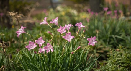 Fototapeta premium Botanical garden scene showing pink gaura flowers and thriving springtime greenery