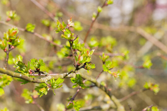 Wei&szlig;dorn-Zweige (Crataegus) mit frisch aufgefalteten Bl&auml;ttern im Sp&auml;twinter