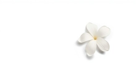 Fototapeta premium Clip path jasmine flower on simple white backdrop representing maternal love