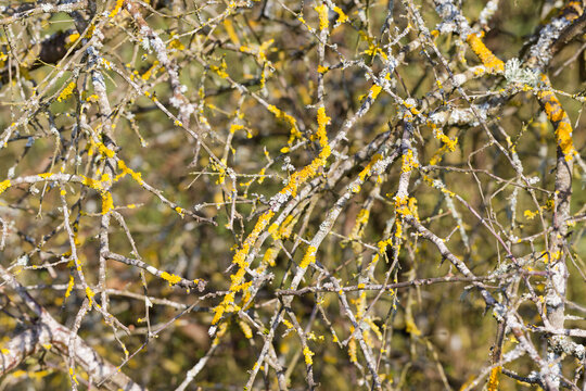 Blattloses Zweiggeflecht mit Gelbflechten - Nahaufnahme