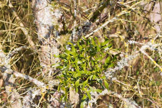 Junge Wei&szlig;dorn-Mistel (Viscum) im Sp&auml;twinter