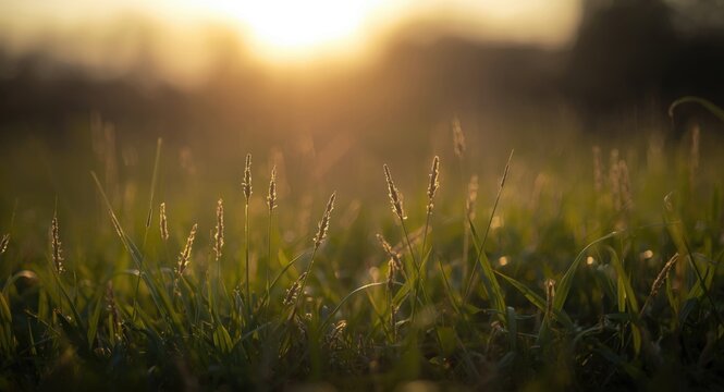 Blurred natural background featuring soft evening light and gnats above grass