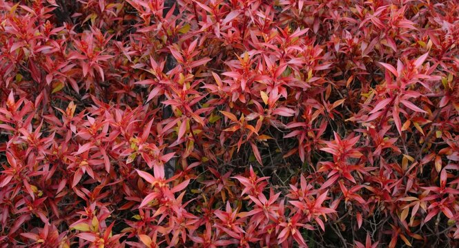 Coastal dog hobble and curly Leucothoe axilliaris showing vivid red autumn leaves