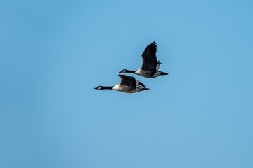 Canada geese branta canadensis in flight with blue sky in the background © Penny