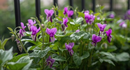 Obraz premium Cultivated butterfly pea flowers in a balcony garden for fresh organic tea
