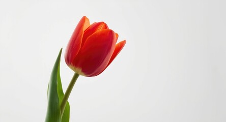 Fototapeta premium Elegant tulip bloom captured on a plain white photography backdrop