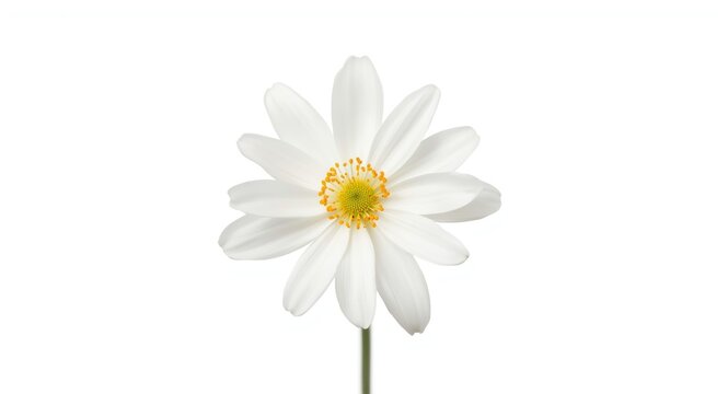 Bright white turmeric flower isolated on white backdrop including clipping path outline