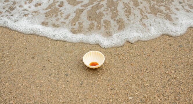 Empty crab shell resting on sandy shore with gentle waves