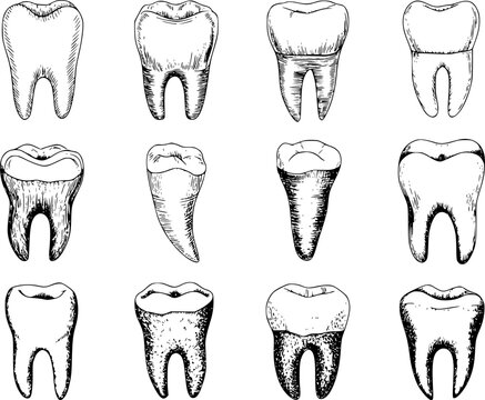 Collection of hand drawn black and white of human teeth showing roots and crowns