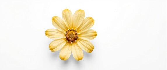 Detailed yellow cosmos flower isolated on a bright white surface with copy space