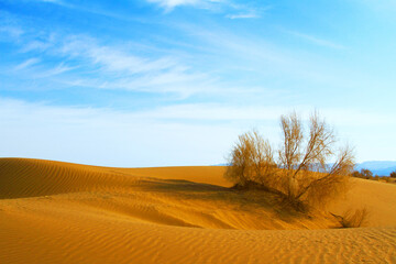 Fototapeta premium Desert view on a sunny day with beautiful blue sky. Landscape in dry nature feels relaxing and inspiring.