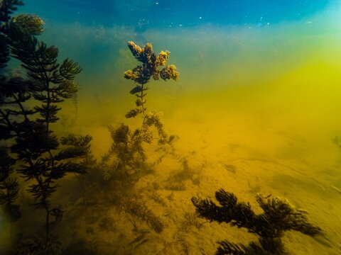 hornwort aquatic plant on organic silt sediment substrate, microalgae bloom, low visibility murky water, ecology threat, sunshine backlight, biotope aquascape idea, shallow Bouher river in Lityn