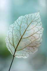 Detailed macro photography of a single transparent skeleton leaf showing intricate vein patterns