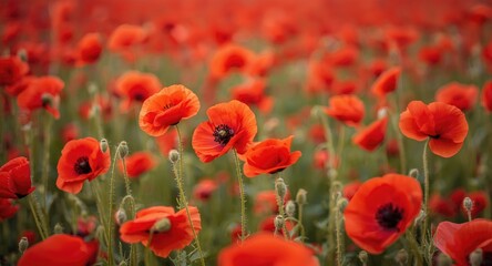 Naklejka premium Anzac Day remembrance featuring vibrant red poppy field honoring soldiers