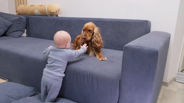 Adorable baby boy playing and petting his friendly english cocker spaniel dog on a blue sofa in the living room. Touching moment of friendship between a little child and his loving pet