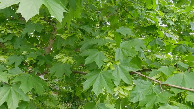 Branch of maple with unripe winged seeds in overcast weather