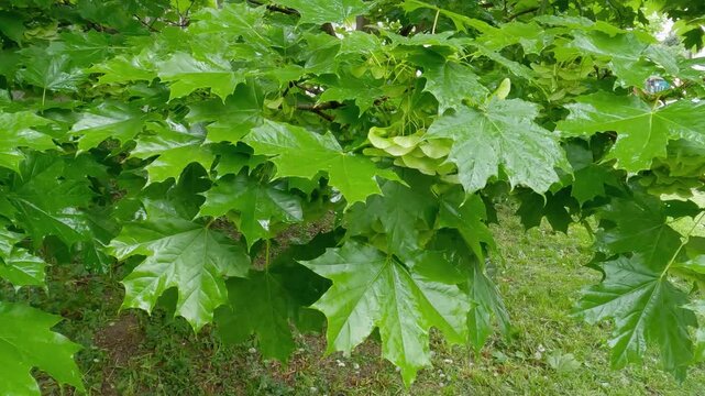 Branch of maple with unripe winged seeds during a rain