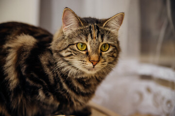 Portrait of a striped cat in a room, conveys curiosity, concentration. A pet.