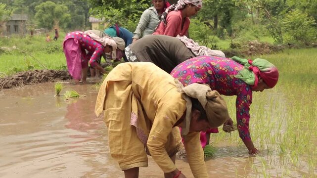 Video of Indian farmers working in flooded paddy field planting rice crops. Rural village agriculture scene showing teamwork, traditional farming, and hard labor.
