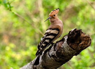 Hoopoe on a log © Barry