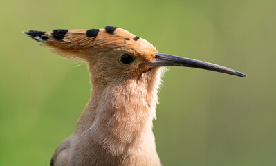 Hoopoe close up © Barry
