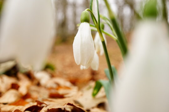 Snowdrop flower