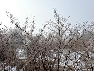 Leafless branches covered with frost in a winter landscape, with snow and soft fog creating delicate natural textures in cold seasonal light