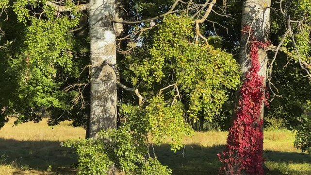 Trunks of old aspens on lake shore in autumn park